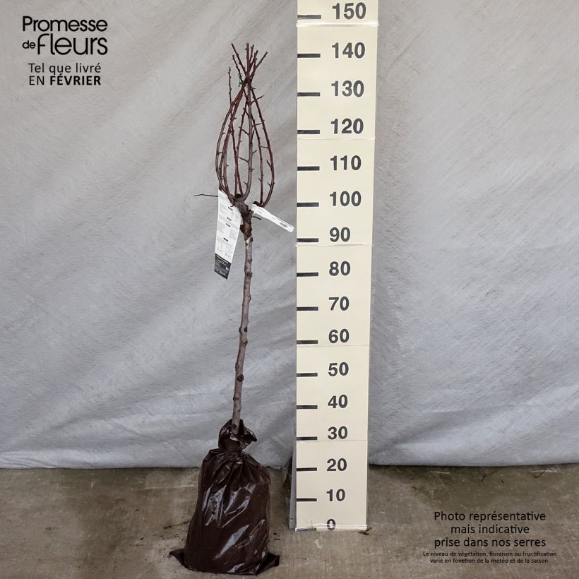 Exemplar von Pflaume Miraclaude 'Delclomi' - Prunus domestica Plug "Fertig-zum-Pflanzen", Gobelet-Form wie im Winter geliefert