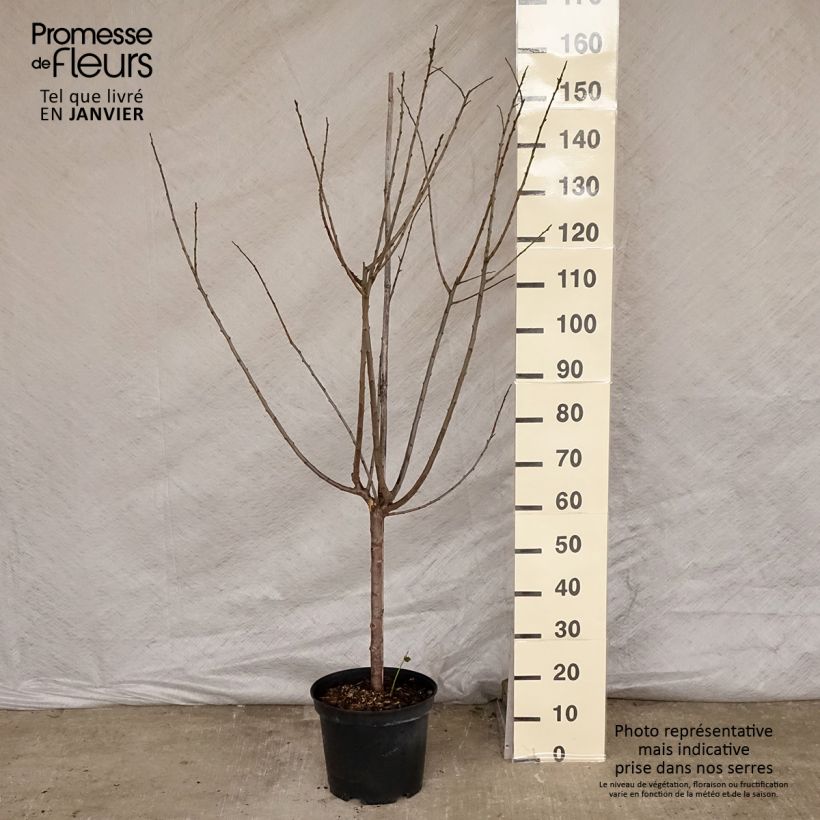 Exemplar von Pflaume Mr. Hâtif - Prunus domestica Topf mit 7,5L/10L, Gobelet-Form wie im Winter geliefert