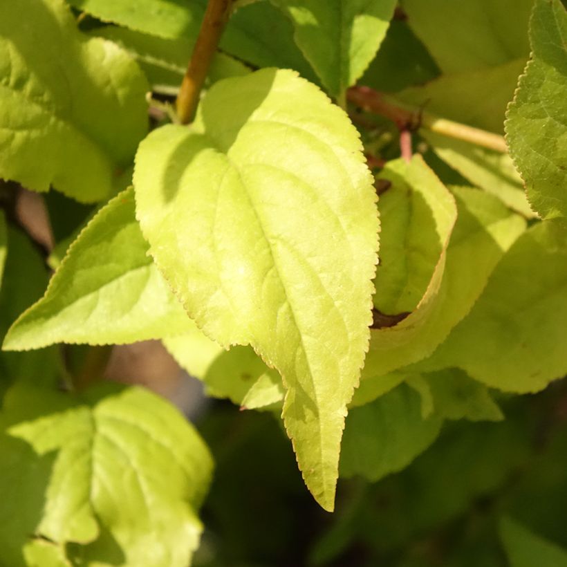 Pflaume Fruit Me Plum Me Angeleno - Prunus domestica (Laub)
