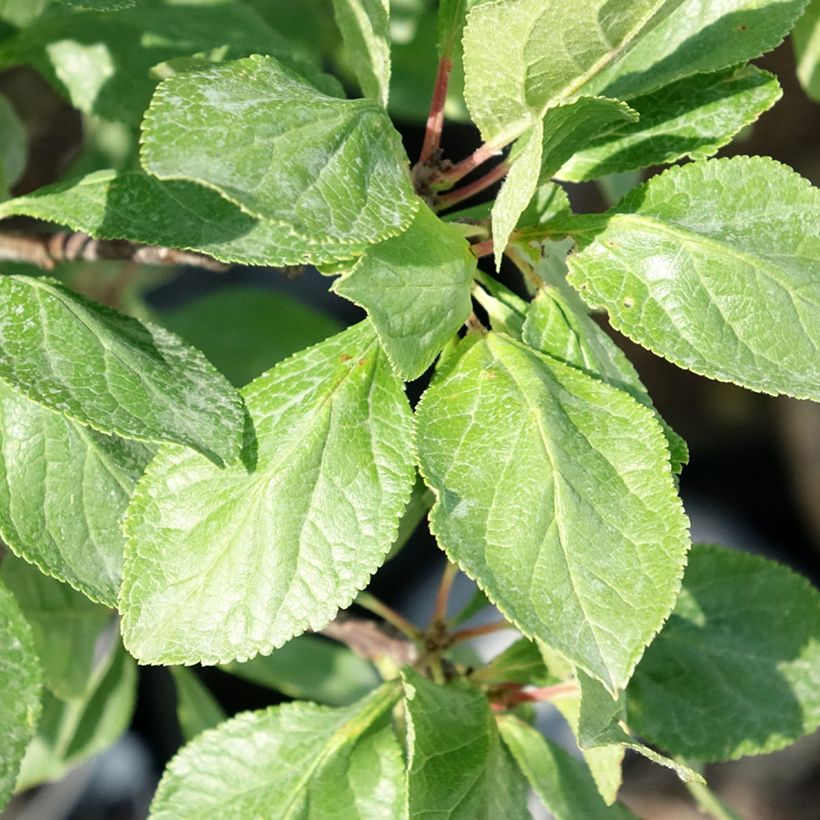 Pflaume nain Goldust courod - Prunus domestica (Laub)