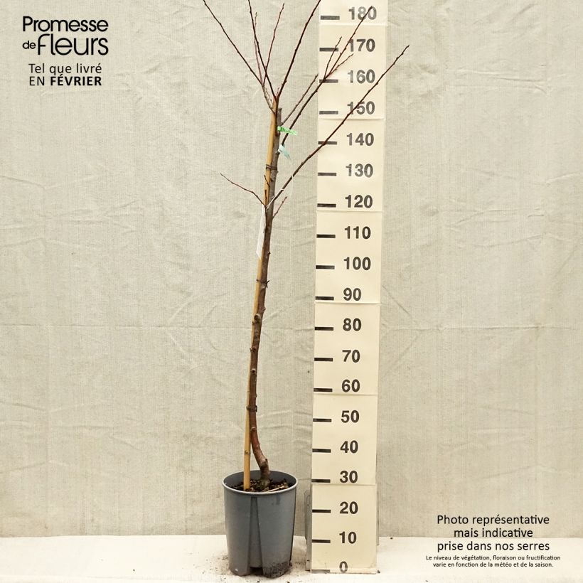 Exemplar von Pflaume Président - Prunus domestica Topf mit 7,5L/10L, Halbstamm wie im Winter geliefert