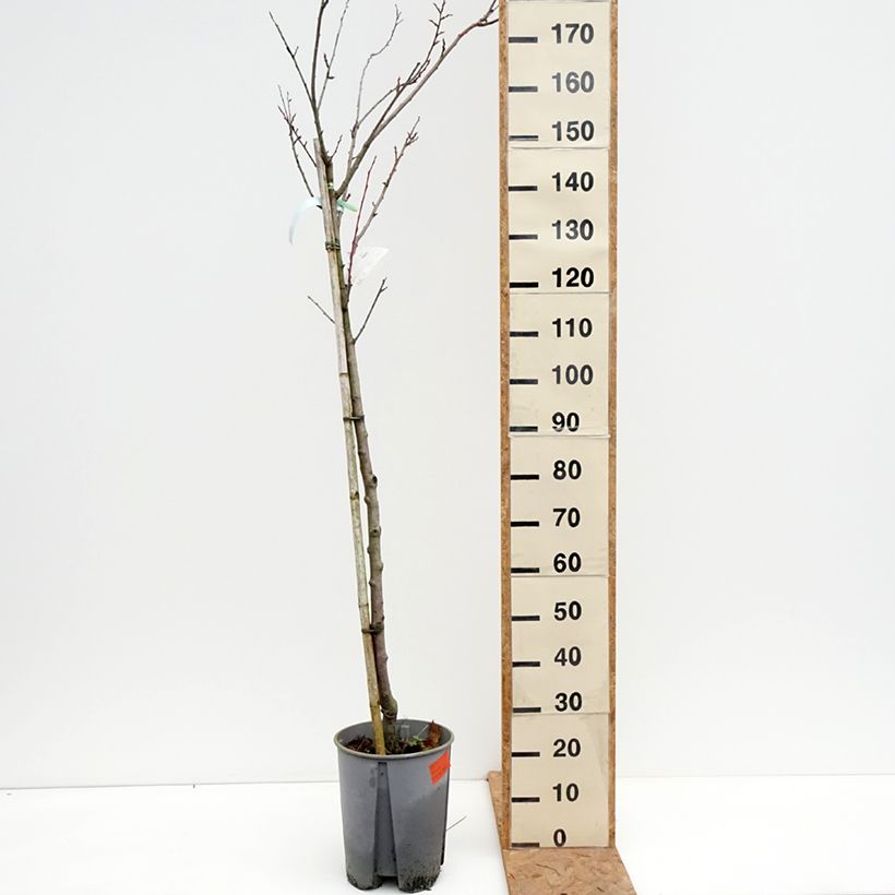 Exemplar von Pflaume Président - Prunus domestica Topf mit 7,5L/10L, Halbstamm wie im Herbst geliefert