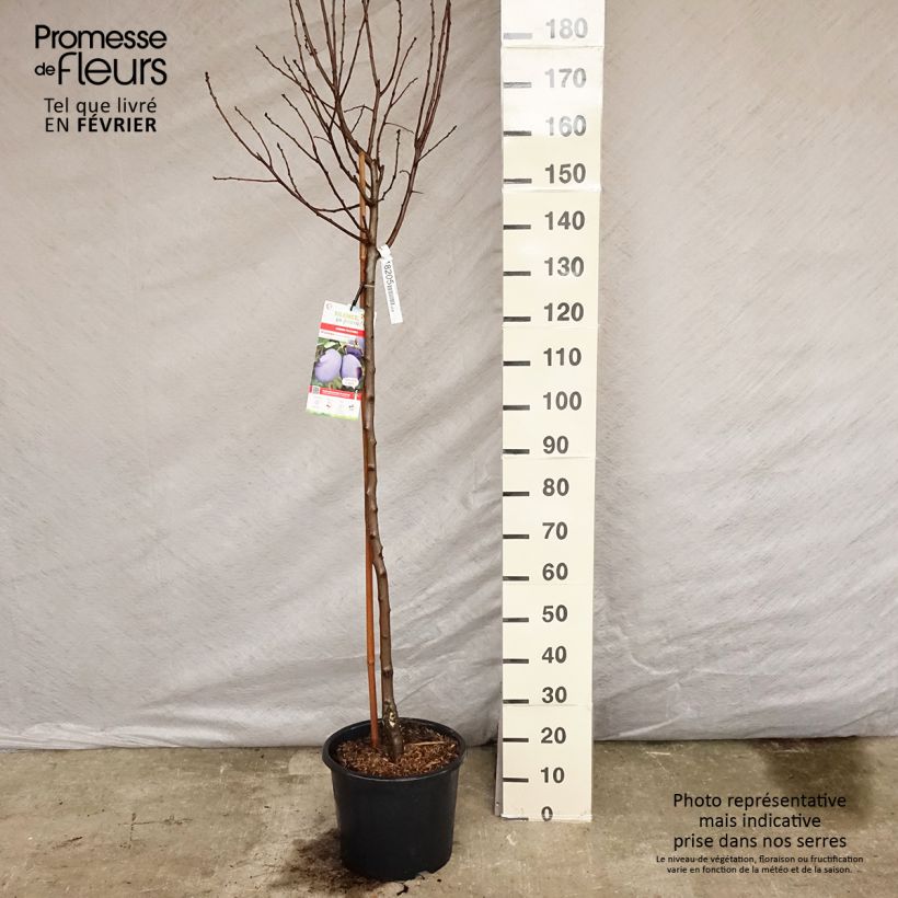 Exemplar von Pflaume Prune d'Ente - Prunus domestica Topf mit 12L/15L, Halbstamm wie im Winter geliefert
