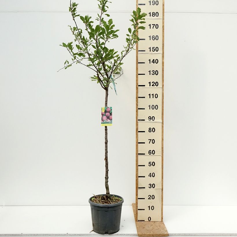 Exemplar von Pflaume Prune d'Ente - Prunus domestica Topf mit 12L/15L, Halbstamm wie im Sommer geliefert