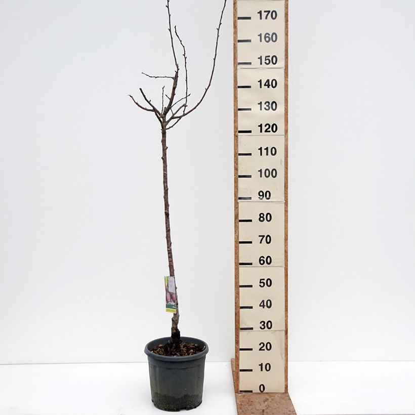 Exemplar von Pflaume Prune d'Ente - Prunus domestica Topf mit 7,5L/10L, Gobelet-Form wie im Winter geliefert