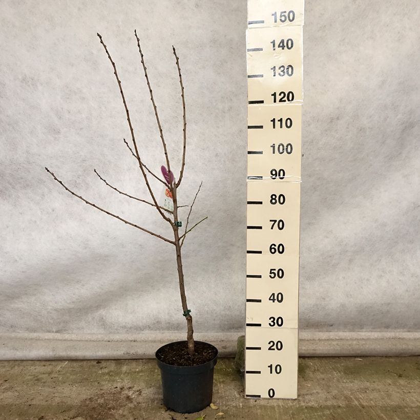 Exemplar von Pflaume Victoria - Prunus domestica Topf mit 7,5L/10L, Gobelet-Form wie im Herbst geliefert