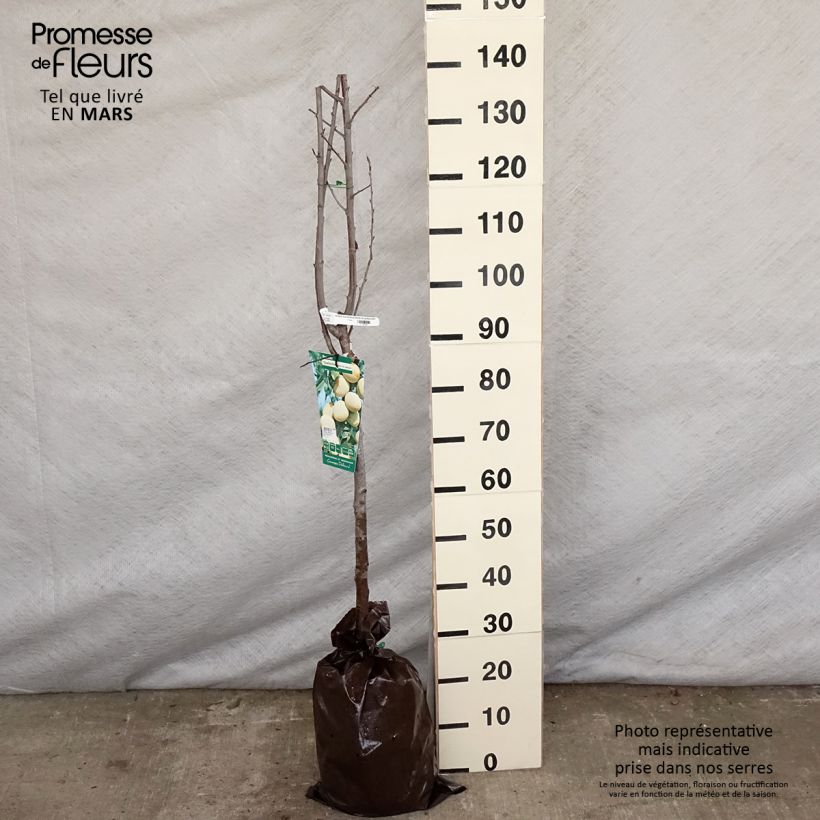 Exemplar von Zwetschge Quetsche Blanche de Létricourt - Prunus domestica Plug "Fertig-zum-Pflanzen", Halbstamm wie im Frühjahr geliefert