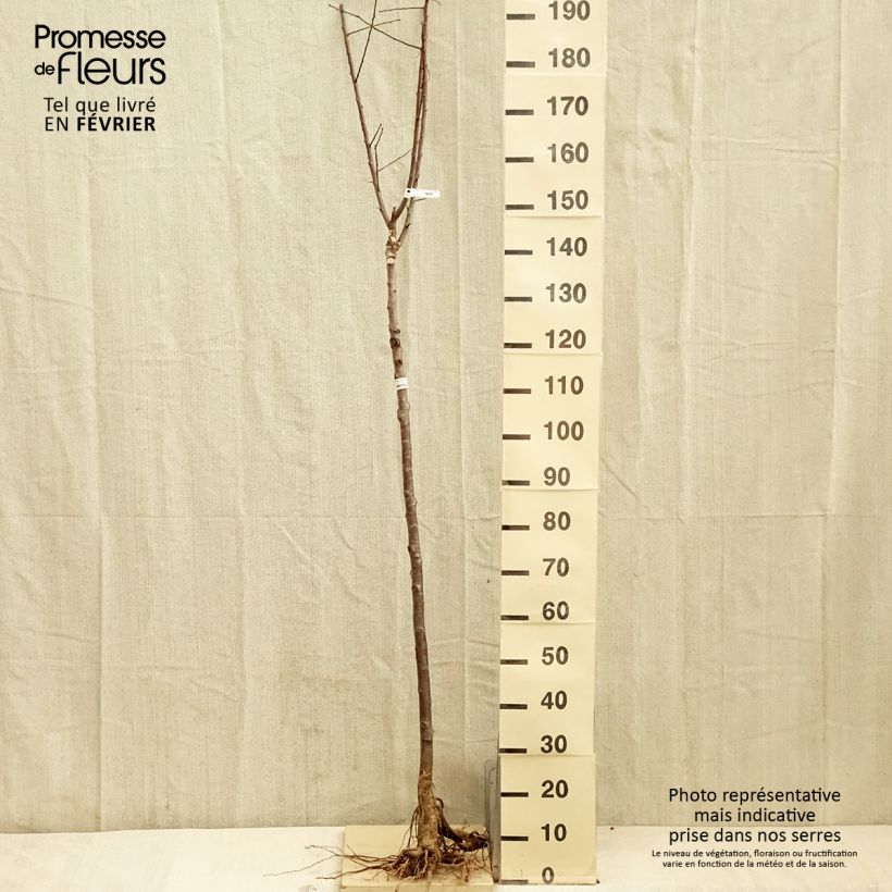 Exemplar von Zwetschge Quetsche Blanche de Létricourt - Prunus domestica Wurzelnackt, Halbstamm wie im Winter geliefert