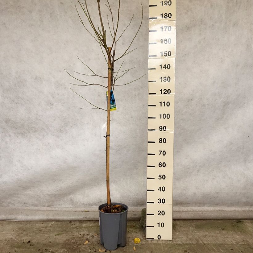 Exemplar von Zwetschge Quetsche d'Alsace - Prunus domestica Topf mit 7,5L/10L, Halbstamm wie im Herbst geliefert
