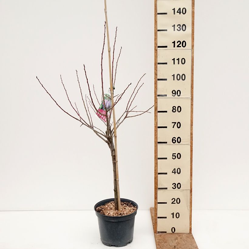 Exemplar von Zwetschge Quetsche d'Alsace - Prunus domestica Topf mit 7,5L/10L, Gobelet-Form wie im Winter geliefert