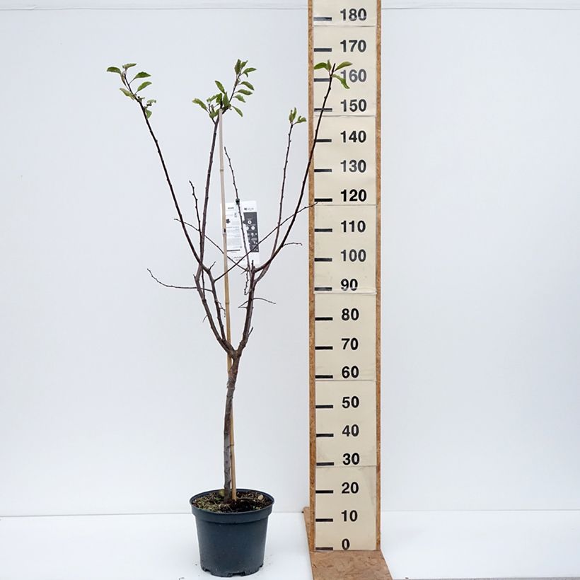 Exemplar von Zwetschge Stanley - Prunus domestica Topf mit 7,5L/10L, Gobelet-Form wie im Herbst geliefert