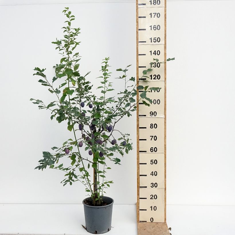 Exemplar von Zwetschge Stanley - Prunus domestica Topf mit 7,5L/10L, Gobelet-Form wie im Sommer geliefert