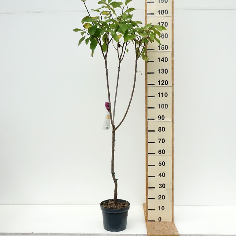 Exemplar von Pflaume Oullins Reneklode - Prunus domestica Topf mit 7,5L/10L, Gobelet-Form wie im Sommer geliefert
