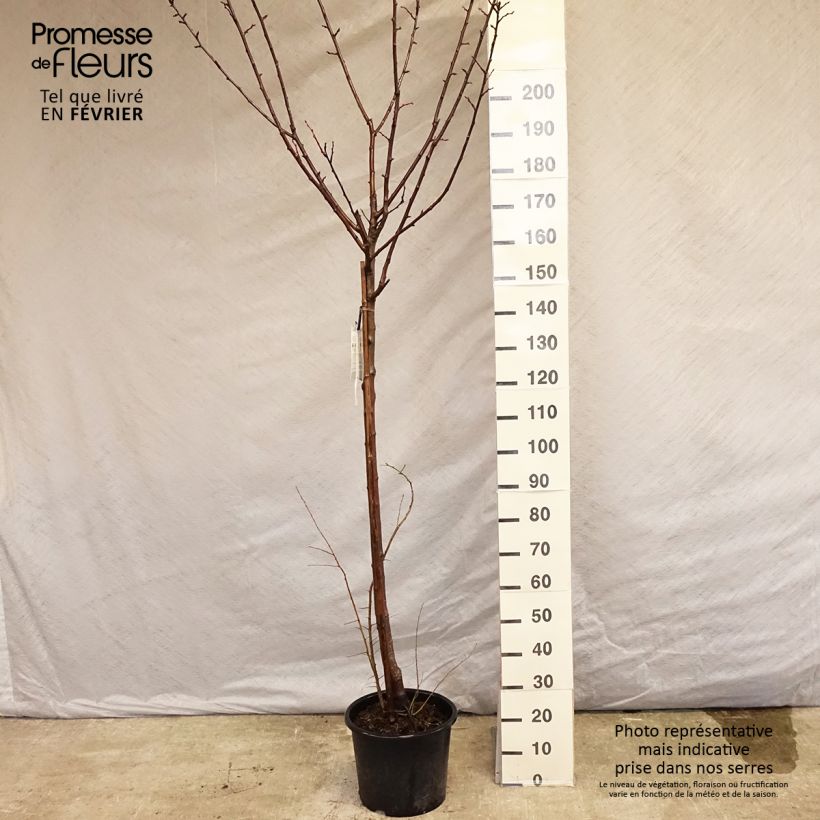 Exemplar von Pflaume Bavay Reneklode - Prunus domestica Topf mit 12L/15L, Halbstamm wie im Winter geliefert
