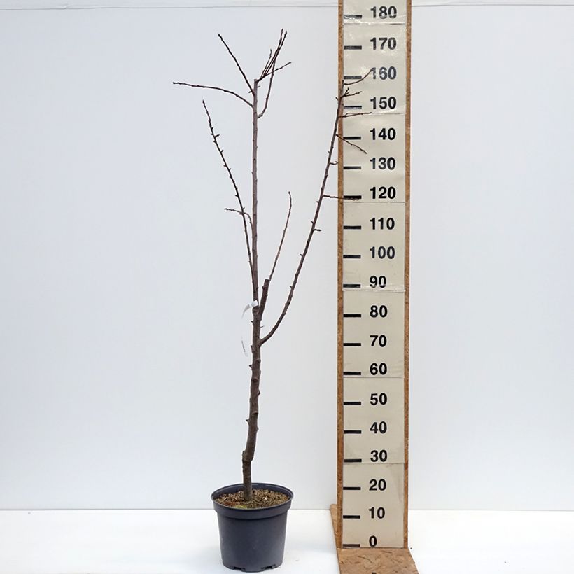 Exemplar von Pflaume Juillet Reneklode - Prunus x domestica Topf mit 7,5L/10L, Gobelet-Form wie im Herbst geliefert