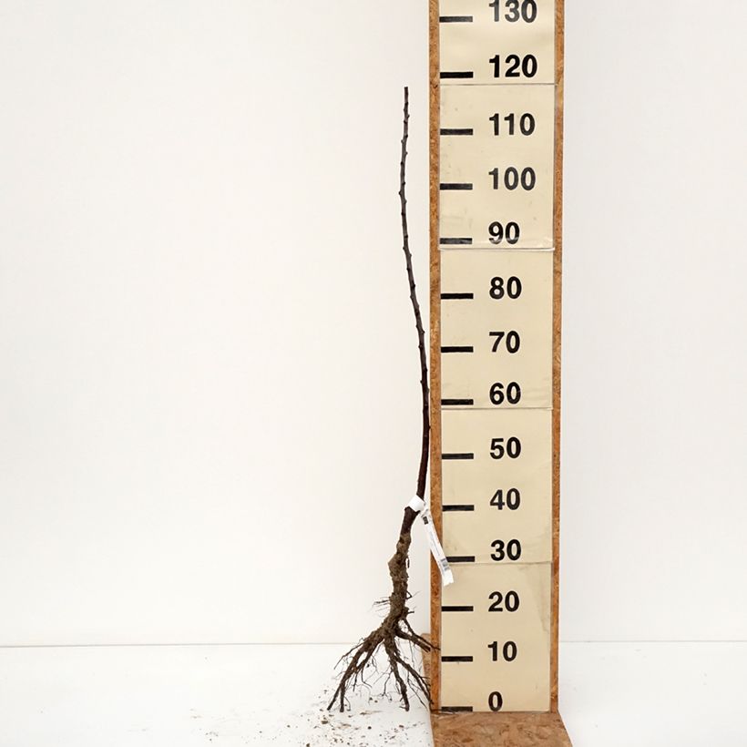 Exemplar von Pflaume Diaphane Reneklode Bio - Prunus domestica Wurzelnackt, Heister wie im Winter geliefert