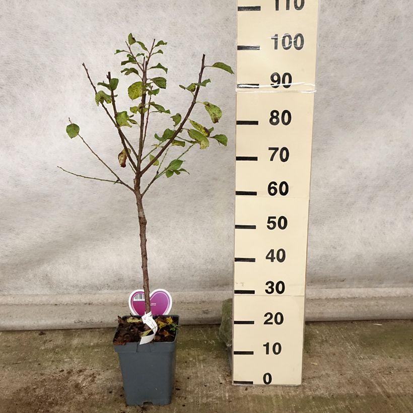Exemplar von Pflaume Dorée ou verte Reneklode - Prunus domestica Topf mit 7,5L/10L, Gobelet-Form wie im Herbst geliefert