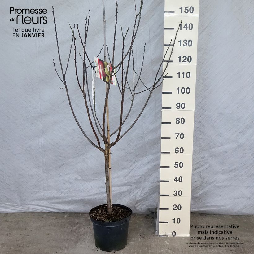 Exemplar von Pflaume Moissac Reneklode - Prunus domestica Topf mit 7,5L/10L, Gobelet-Form wie im Winter geliefert