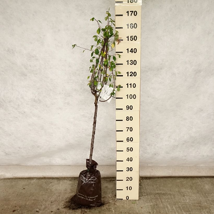 Exemplar von Pflaume Thames Cross - Prunus domestica Plug "Fertig-zum-Pflanzen", Gobelet-Form wie im Sommer geliefert
