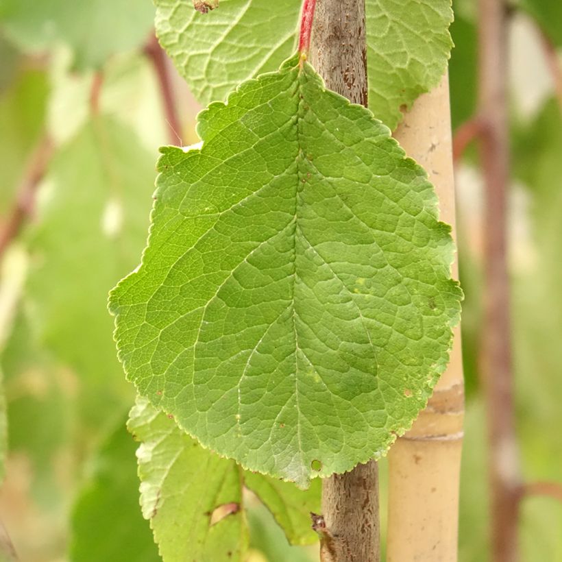 Zwetschge Tipala - Prunus domestica (Laub)