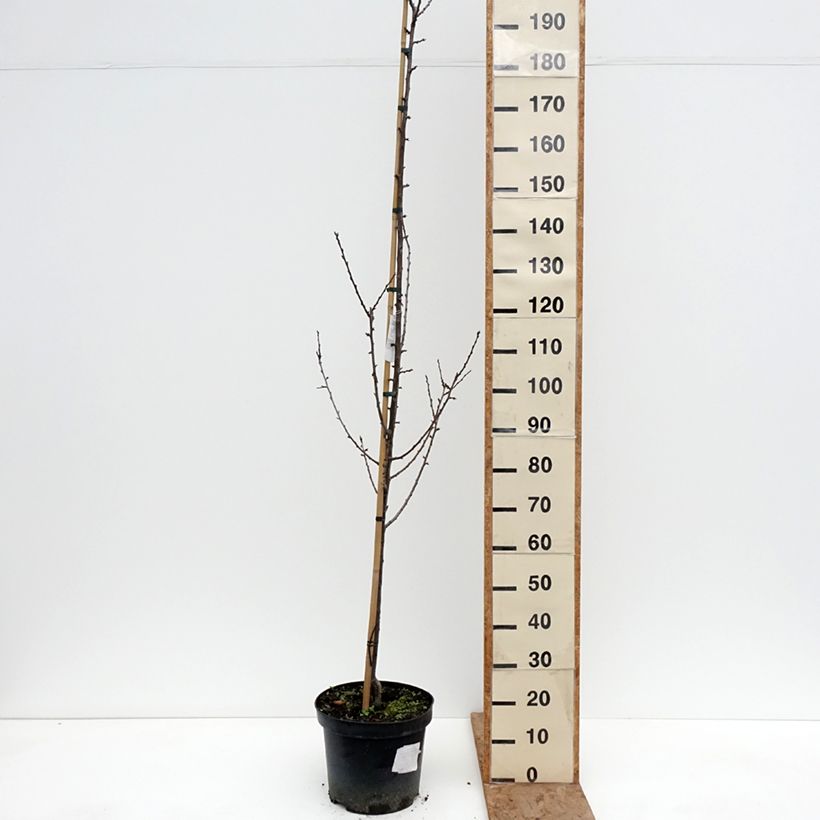 Exemplar von Pflaume Węgierka Dąbrowicka - Prunus domestica Topf mit 7,5L/10L, Gobelet-Form wie im Winter geliefert