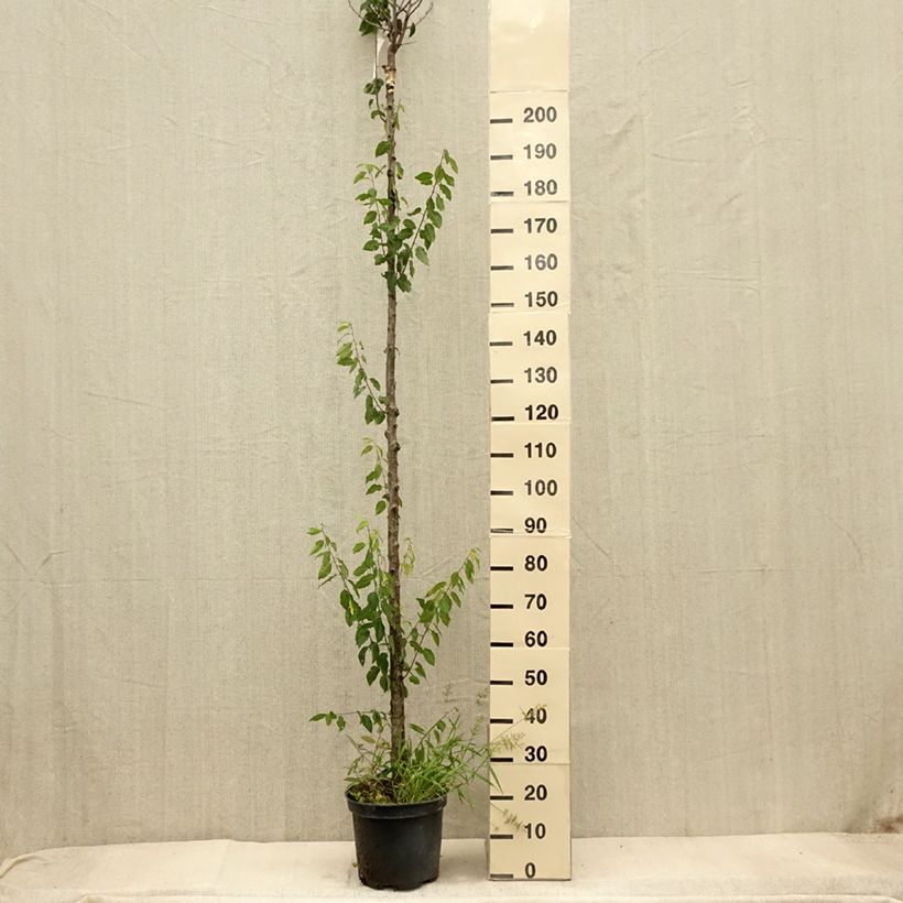 Exemplar von Pflaume Wignon - Prunus domestica Topf mit 7,5L/10L, Hochstamm wie im Herbst geliefert