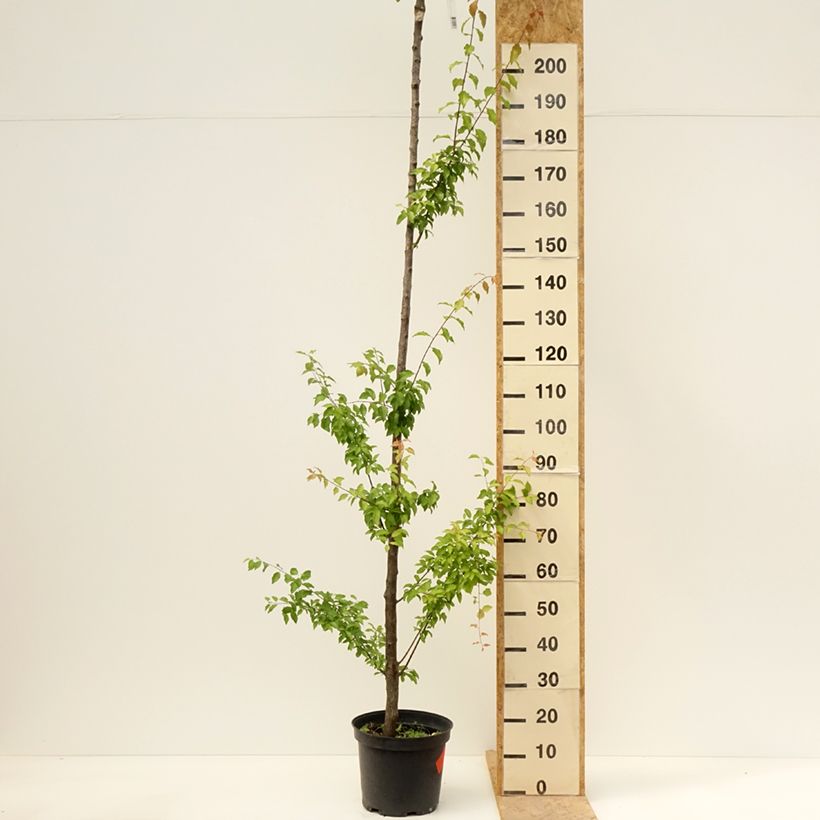 Exemplar von Pflaume Wignon - Prunus domestica Topf mit 7,5L/10L, Hochstamm wie im Frühjahr geliefert