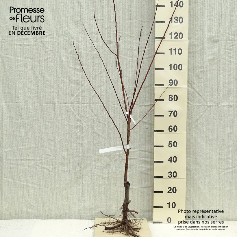 Exemplar von Aprikose Polonais - Prunus armeniaca Wurzelnackt, Gobelet-Form wie im Winter geliefert