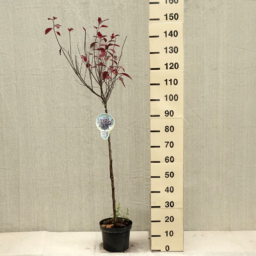 Exemplar von Zwerg-Blutpflaume - Prunus cistena Topf mit 4L/5L wie im Herbst geliefert