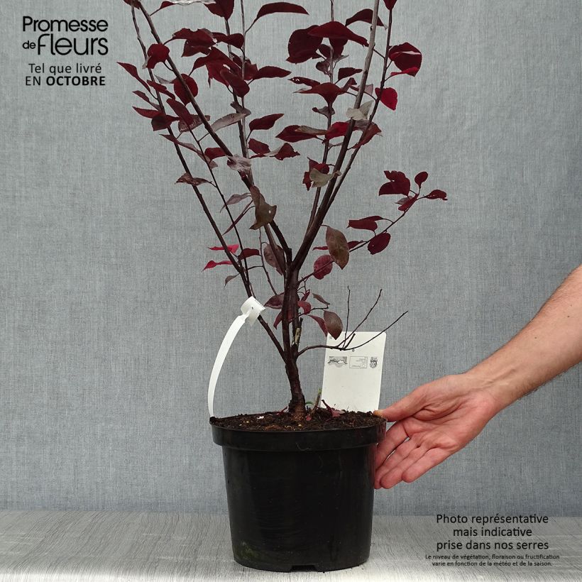 Exemplar von Zwerg-Blutpflaume - Prunus cistena Topf mit 4L/5L wie im Herbst geliefert
