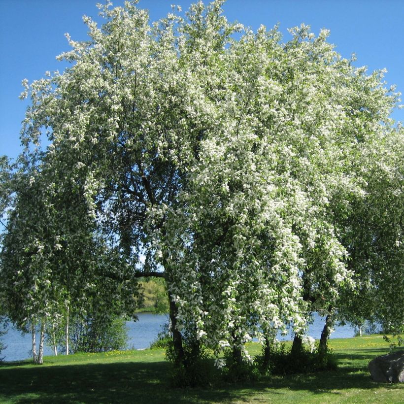 Gewöhnliche Trauben-Kirsche - Prunus padus (Hafen)