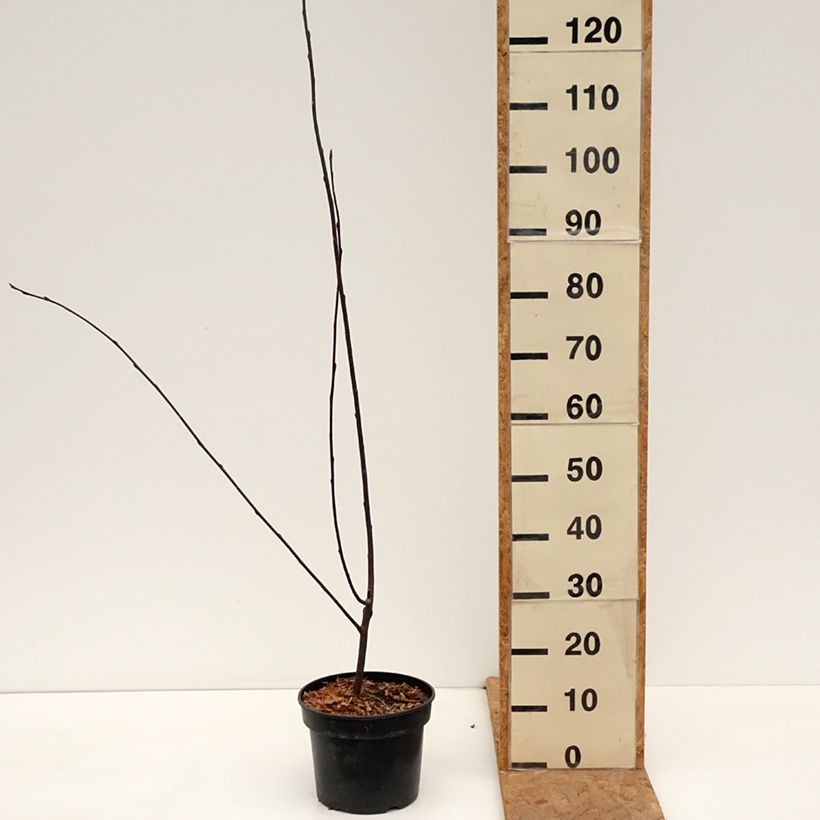 Exemplar von Gewöhnliche Trauben-Kirsche Colorata - Prunus padus Topf mit 4L/5L wie im Herbst geliefert