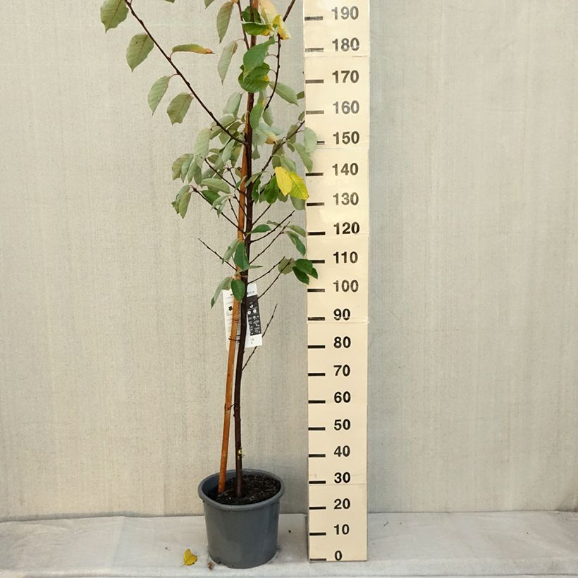 Exemplar von Gewöhnliche Trauben-Kirsche Le Thoureil - Prunus padus Topf mit 12L/15L wie im Herbst geliefert