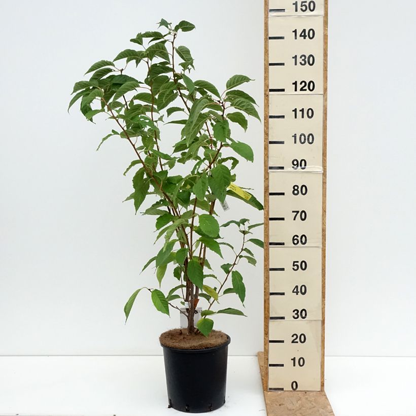 Exemplar von Zierkirsche Amanogawa - Prunus serrulata Topf mit 7,5L/10L wie im Sommer geliefert