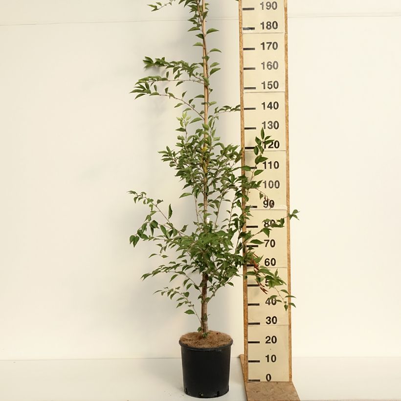 Exemplar von Zierkirsche The Bride - Prunus Topf mit 12L/15L wie im Sommer geliefert