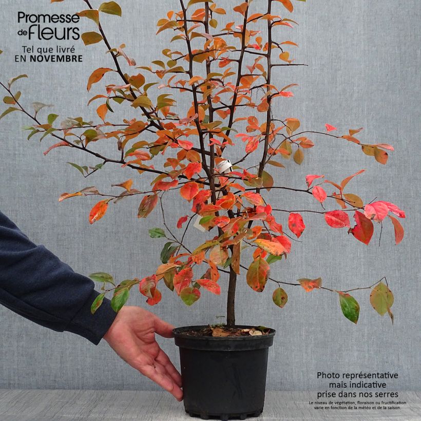 Exemplar von Pseudocydonia sinensis - Chinesische Quitte Topf mit 3L/4L wie im Herbst geliefert