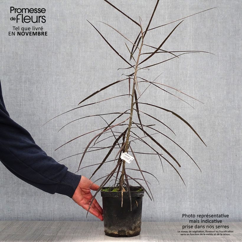 Exemplar von Pseudopanax crassifolium Topf mit 2L/3L wie im Herbst geliefert