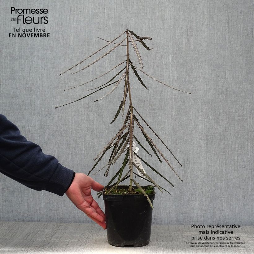 Exemplar von Pseudopanax ferox Topf mit 2L/3L wie im Herbst geliefert