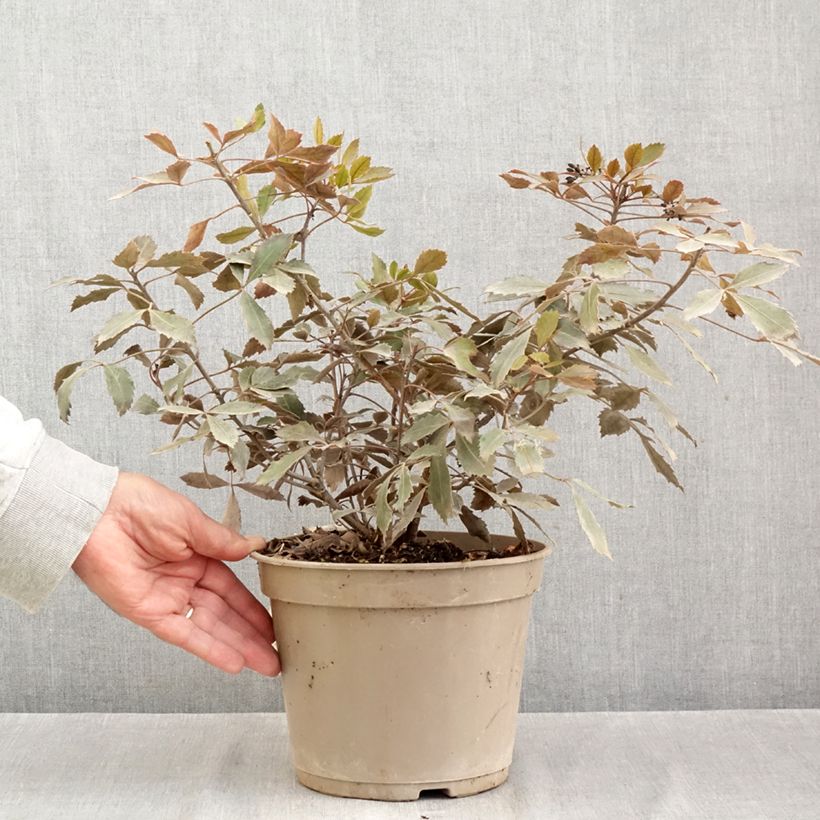 Exemplar von Pseudopanax Rangatira Topf mit 4L/5L wie im Herbst geliefert