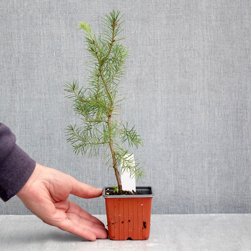 Exemplar von Pseudotsuga menziesii - Douglasie Kleine Töpfe von 8/9 cm wie im Herbst geliefert