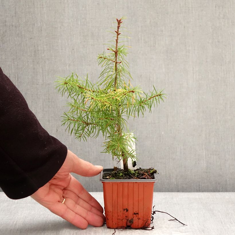 Exemplar von Pseudotsuga menziesii - Douglasie Kleine Töpfe von 8/9 cm wie im Winter geliefert