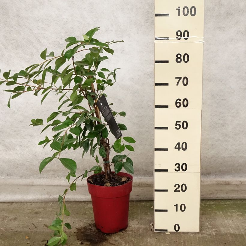 Exemplar von Erdbeerguave - Psidium cattleianum Topf mit 6L/7L wie im Herbst geliefert