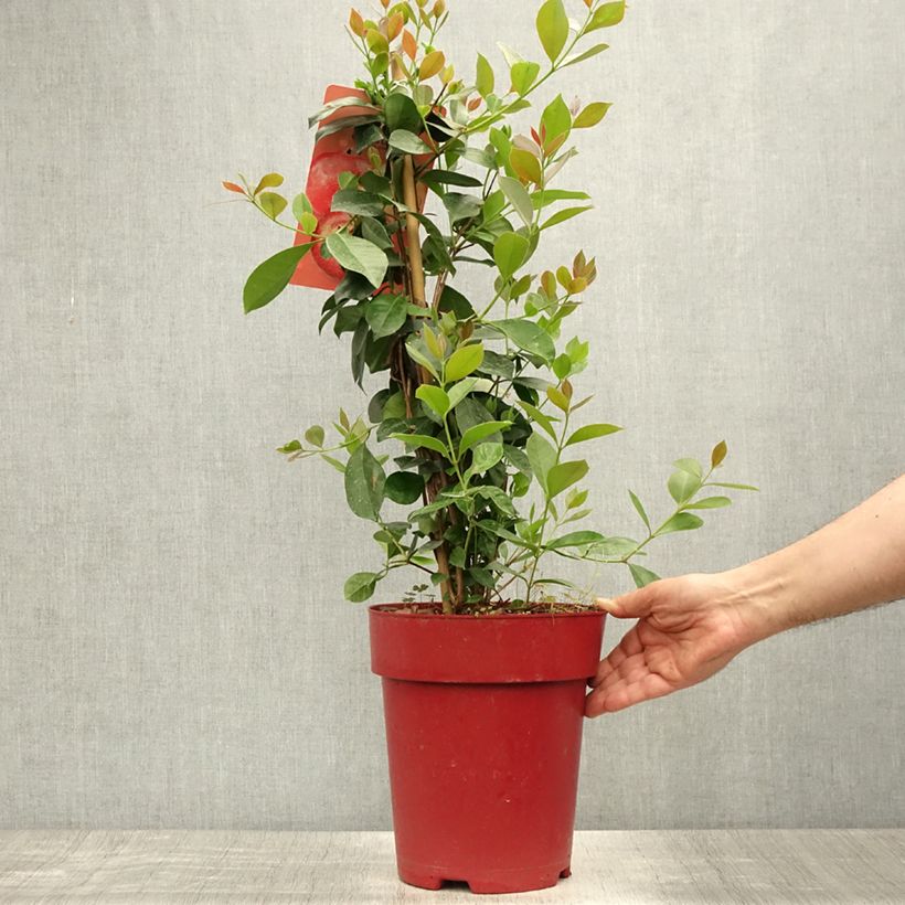 Exemplar von Erdbeerguave - Psidium cattleianum Topf mit 6L/7L wie im Sommer geliefert