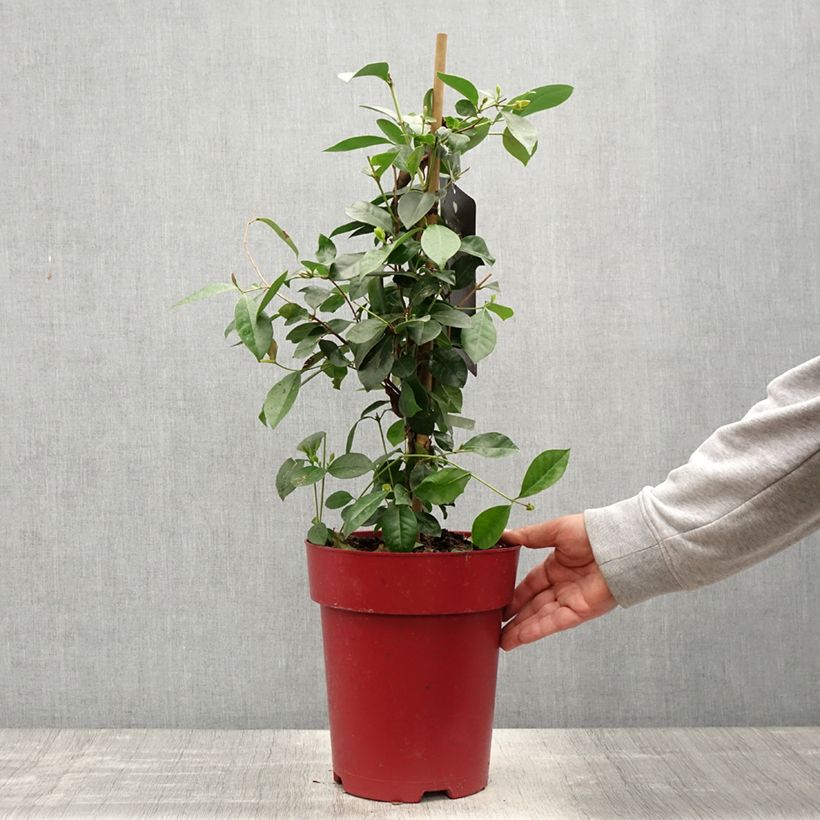 Exemplar von Erdbeerguave - Psidium cattleianum Topf mit 6L/7L wie im Frühjahr geliefert