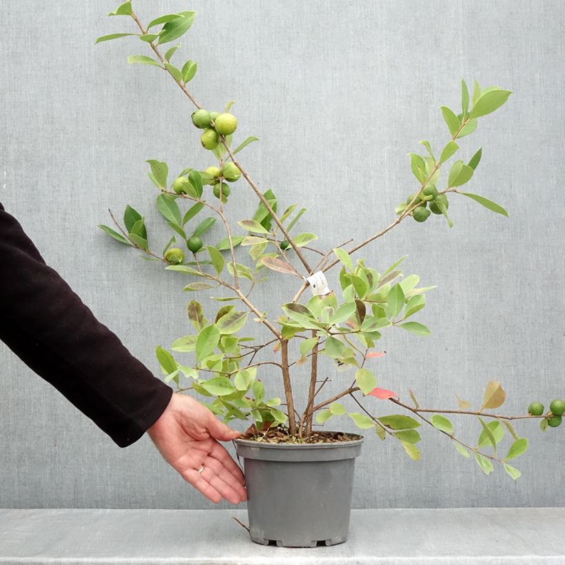 Exemplar von Erdbeer-Guave lucidum - Psidium cattleianum Topf mit 3L/4L wie im Herbst geliefert