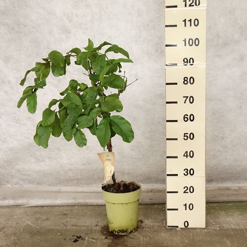 Exemplar von Echte Guave Limon - Psidium guajava Topf mit 6L/7L wie im Herbst geliefert