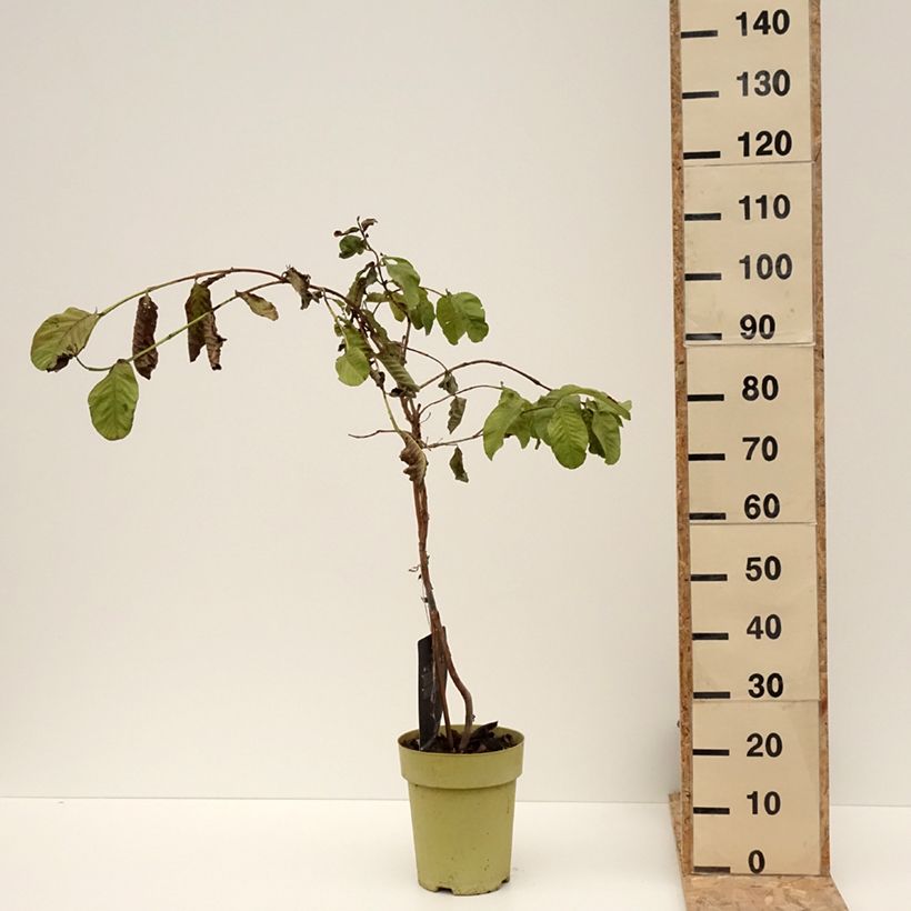 Exemplar von Echte Guave Limon - Psidium guajava Topf mit 6L/7L wie im Winter geliefert