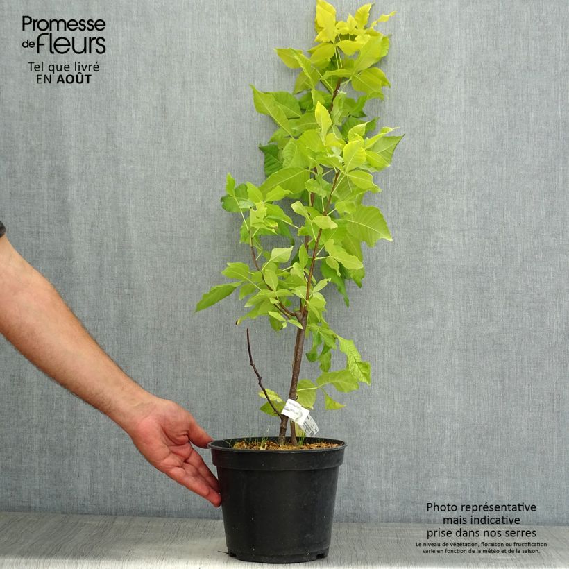 Exemplar von Ptelea trifoliata Aurea - Kleeulme Topf mit 3L/4L wie im Sommer geliefert