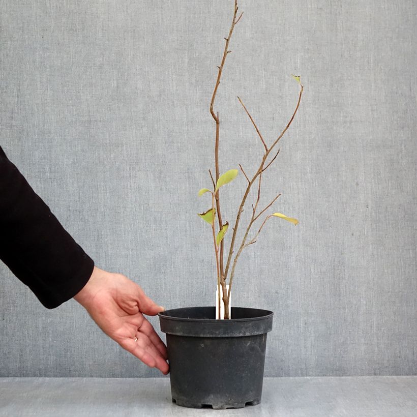 Exemplar von Pterostyrax corymbosa - Flügelstorax Topf mit 3L/4L wie im Herbst geliefert