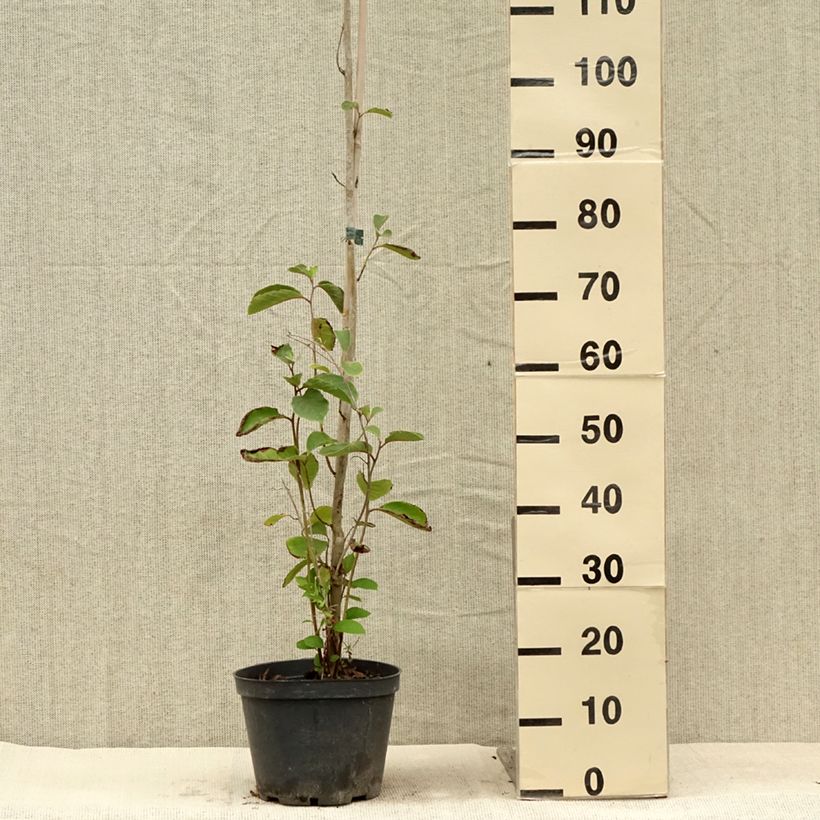 Exemplar von Pterostyrax corymbosa - Flügelstorax Topf mit 3L/4L wie im Sommer geliefert